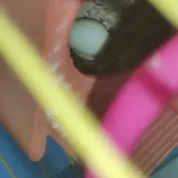 یک جفت فنج