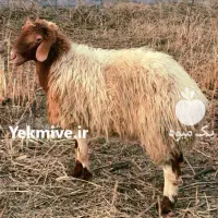گوسفند زنده باسکول دیجیتال