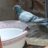 پلاکی نشسته