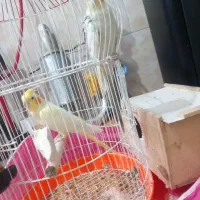 عروس هلندی‌جفت با قفس