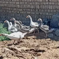 6تا غاز جوان سنگین جنسیت نامشخص