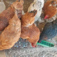فروش مرغ تخمگذار