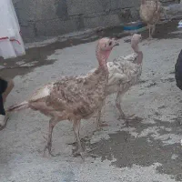 ۴عددبوقلمون جوان ۳ونیم ماهه