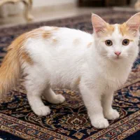 گربه جهت واگذاری