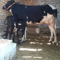 گاو بچر شکم اول با گوساله ماده خارجی ۸کیلو شیر