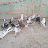 کفتر پرشی کبوتر