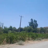 باغ-انگور