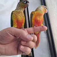 طوطی گرینچیک دارای برگه تست جنسیت