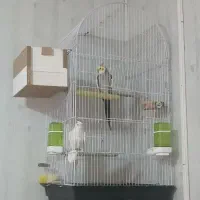 پرنده با قفس مفت
