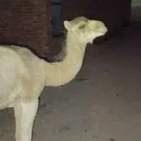 شتر