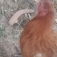 مرغ و خروس