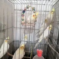 فروش عروس هلندی