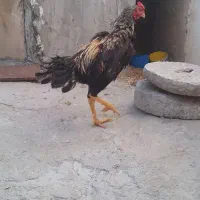 مرغ خروس لاری