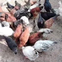 جوجه مرغ وخروس ۵ماه