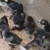 ۹۰ عدد بلک استار و مرندی ۱ ماهه