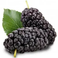 شاه توت ارگانیک