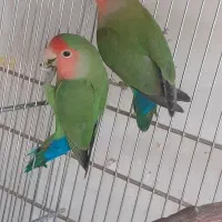 طوطی بریزل .عروس هلندی .مرغ عشق .فنج. قناری