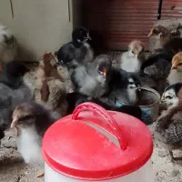 جوجه گلین، جوجه رسمی