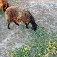 بره ماده توخلی
