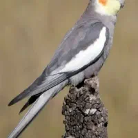 عروس هلندی گمشده