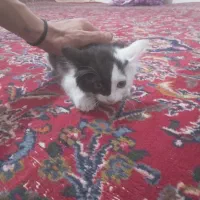 گربه استثنایی