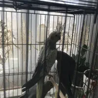 جوجه عروس هلندی گل باقالی