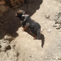 واگذاری ۳ عدد توله سگ