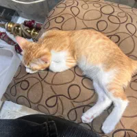 واگذاری بچه گربه ۲ماه
