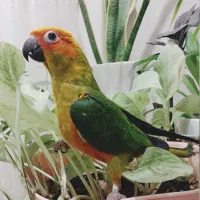 طوطی خورشیدی