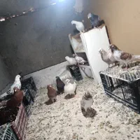 کبوتر