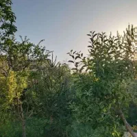 باغ-سند-دار-در-روستای-عارفی-زمین-باغی