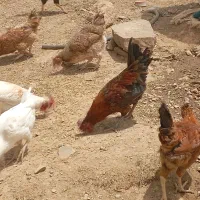 خروس بومی