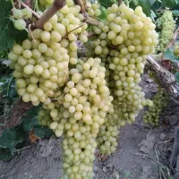 انگور بی دانه زوارق