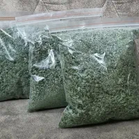 پونه خشک شده