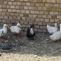 اردک