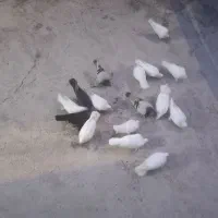 ۱۶ عدد کبوتر لونه