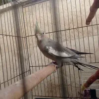 سه تا عروس هلندی سینامون