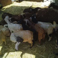 6راس کهره ماده 43500میلیون