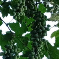 انگور ترش وابدار (آبغوره) با کیفیت،ارگانیک بدون سم