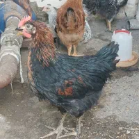 مرغ و خروس