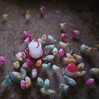 جوجه رنگی
