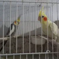 جفت عروس هلندی