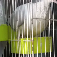 ساده سبز کلاغ دم نر جوانه