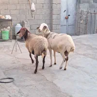 گوسفند . شک