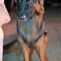 ژرمن شولاین