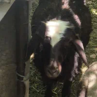 بره و گوسفند