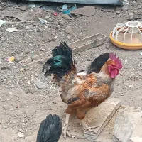 خروس
