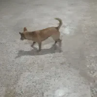 سگ پاکوتاه خشگل