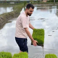 برنج عنبربو بازرگانی نورمحمدی