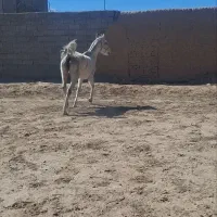 مادیون|اسب و تجهیزات اسب‌سواری|ماهان, |دیوار